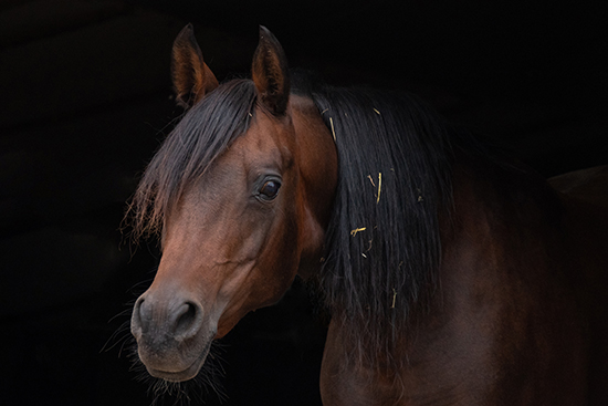 Arabisch Volbloed Dierenfotografie Fotograaf Zaandijk