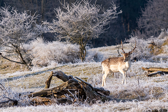 Dierenfotografie Natuurfotografie Damhert Amsterdamse Waterleidingduinen