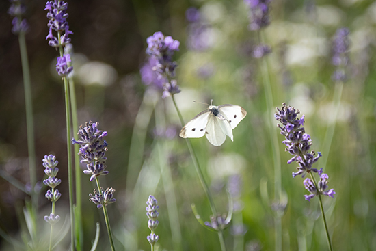 Dierenfotografie Natuurfotografie Klein Koolwitje Darwinpark Zaandam