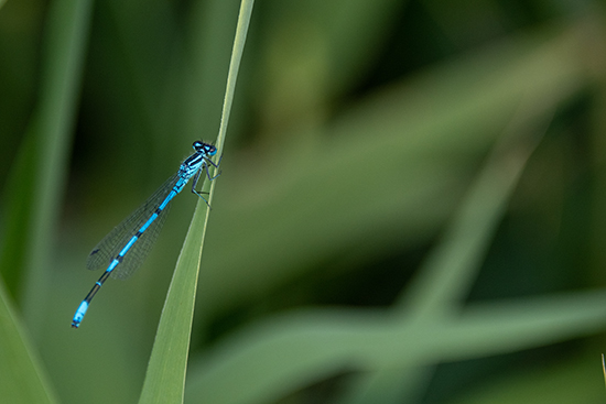 Dierenfotografie Natuurfotografie Libelle Midden Duin Overveen