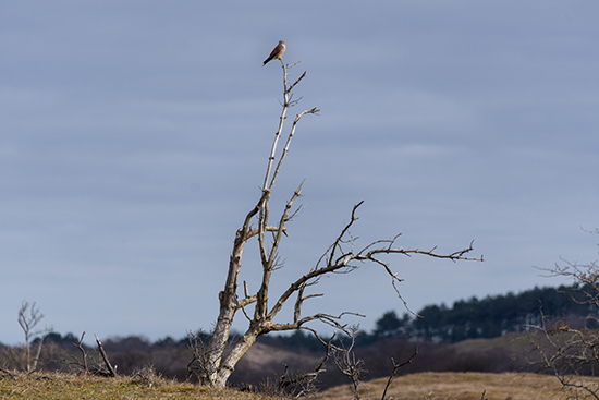 Dierenfotografie Natuurfotografie Valk Amsterdamse Waterleidingduinen