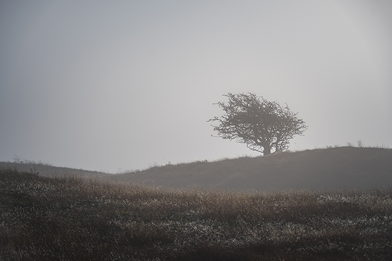 Amsterdamse Waterleidingduinen