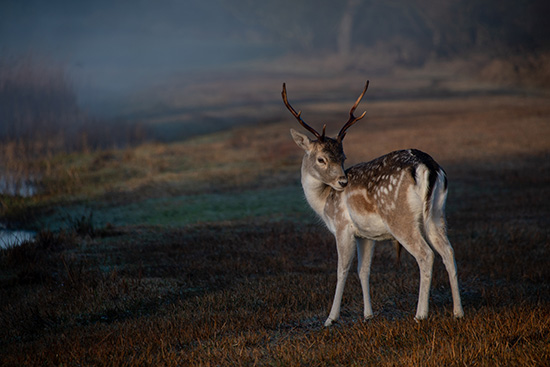 Hert Amsterdamse Waterleidingduinen