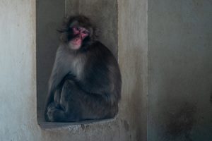 Persoonlijkheidsaspect Natuur Voeler