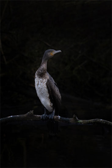 Aalscholver Spaarnwoude Houtrak Natuurfotografie Fotograaf Zaandijk