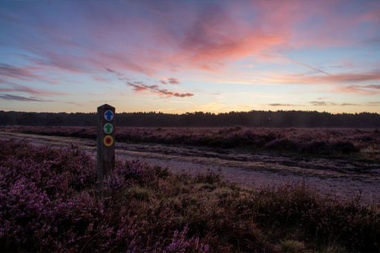 Bussumerheide Natuurfotografie Fotograaf Zaandijk