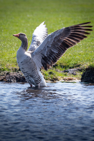 Grijze gans Natuurfotografie Fotograaf Zaandijk