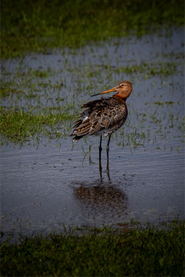 Grutto Marken Natuurfotografie Fotograaf Zaandijk