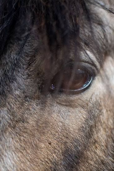 Dierenfotografie Fotograaf Zaandijk