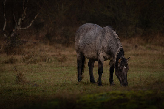 Konikpaard Santpoort Natuurfotografie Fotograaf Zaandijk