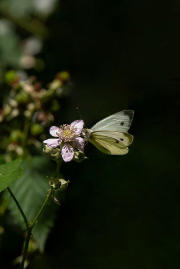 Koolwitje Natuurfotografie Fotograaf Zaandijk