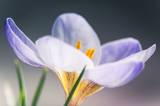 Krokus Natuurfotografie Fotograaf Zaandijk