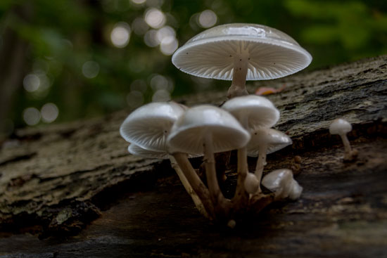 Porseleinzwam Natuurfotografie Fotograaf Zaandijk