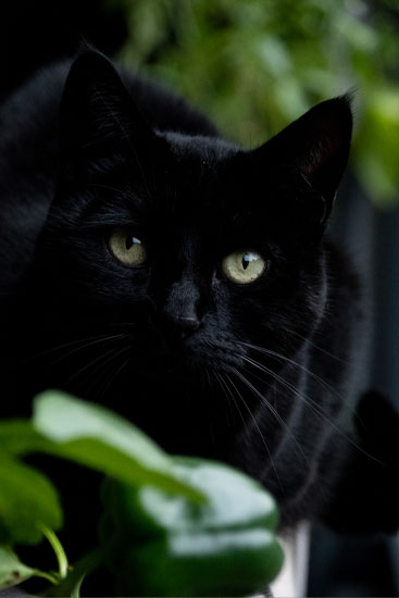 Dierenfotografie Fotograaf Zaandijk