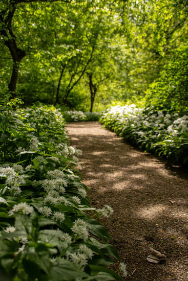 Vogeleiland Natuurfotografie Fotograaf Zaandijk