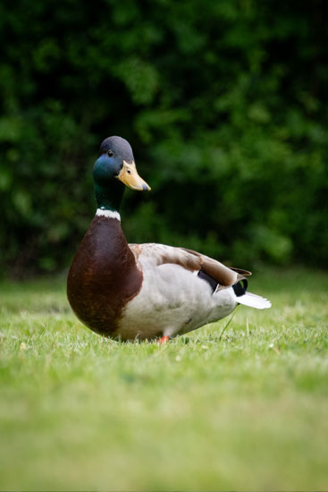 Wilde eend Natuurfotografie Fotograaf Zaandijk